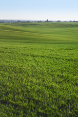 Sown farm field with wheat and cereal. Rising sprouts of barley and oats. A boundless garden with bread for food. Industrial stock theme