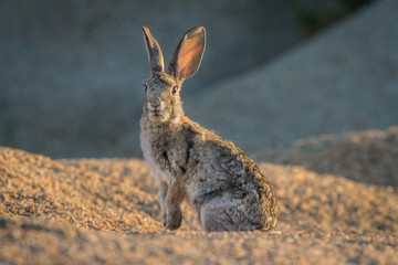 rabbit in the desert