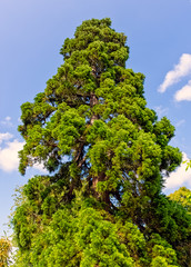 Fototapeta premium Libocedrus decurrens known as calocedrus decurrens or California incense cedar