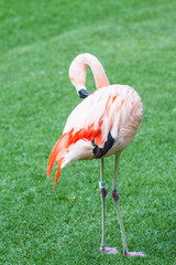 Pink flamingos stand against green background in the park