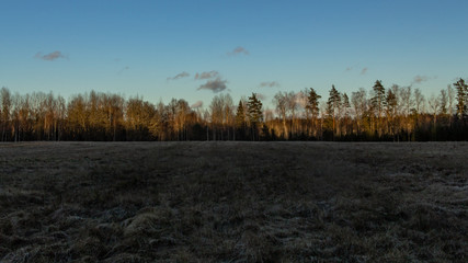 Obraz premium Meadof field at sunset time, forest background