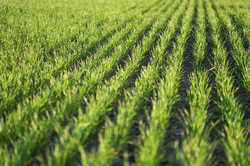 Sown farm field with wheat and cereal. Rising sprouts of barley and oats. A boundless garden with bread for food. Industrial stock theme