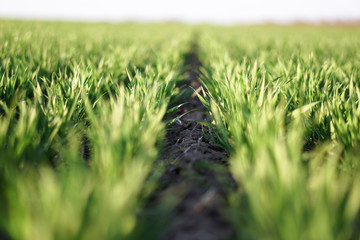 Sown farm field with wheat and cereal. Rising sprouts of barley and oats. A boundless garden with bread for food. Industrial stock theme
