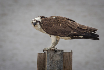 Osprey on a perch