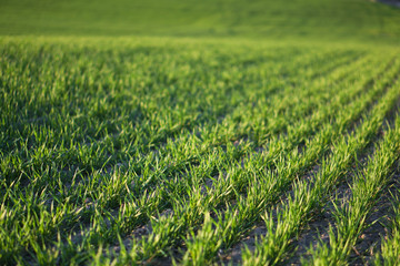 Obraz premium Sown farm field with wheat and cereal. Rising sprouts of barley and oats. A boundless garden with bread for food. Industrial stock theme