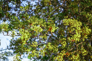 Fototapeta premium Beautiful spring green landscape with blurry background. Summer background for design.
