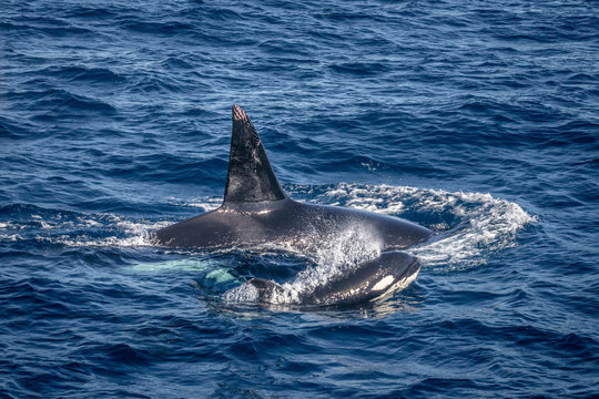 Killer Whale Pod In The Pacific