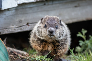 Naklejka na ściany i meble Young groundhog (Marmota monax) near shed in springtime