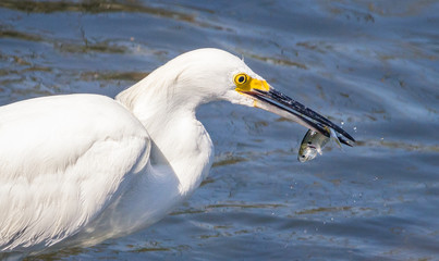 Snowy egret catches a fish