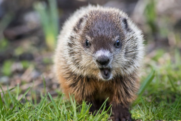 Naklejka na ściany i meble Young groundhog (Marmota monax) in grass facing front mouth open in springtime
