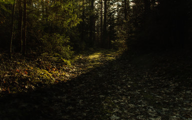 Into the green wood, dark covered forest