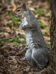 Squirrel standing up