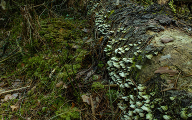 Green soft wood covered with moss and mashrooms