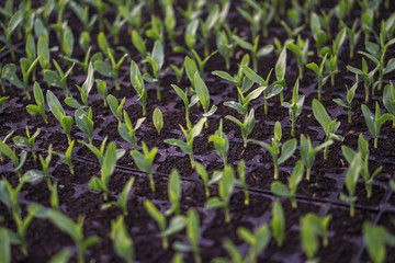 Sprouts of different plants in a greenhouse in pallets. The topic of business in the agronomy industry. Food growing industry for sale. Eco products without gmo