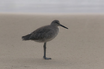 willet by the beach