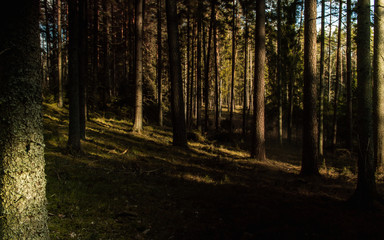 Soft tree forest, last sun shine wood after covered dark