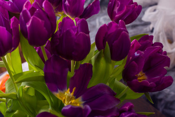 the purple tulips close up