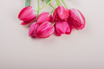 Obraz na płótnie Canvas Red tulips lie on a light pink background