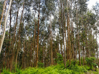 Eucalyptus forest monoculture in Portugal, helps spread wildfires