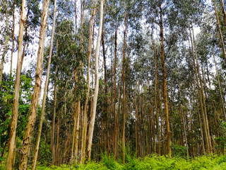 Eucalyptus forest monoculture in Portugal, helps spread wildfires
