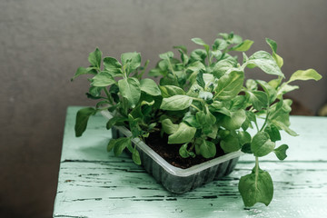 Garden grow vegetable. Eco. germinacion