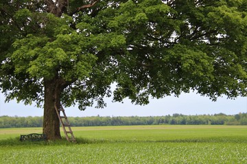 beautiful tree in Ste Croix de Lotbiniere