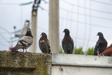 Street pigeons scatter in the city. Animals on the background of architecture