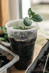 Garden grow vegetable. Eco. germinacion