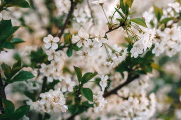 cherry blossom white flowers close up
