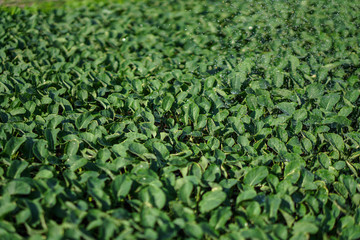 Lush vegetation in the garden. Seedlings in the greenhouse of cabbage and lettuce. Green background for vegetarians.