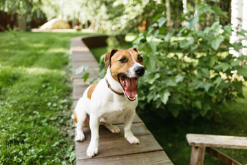 Dog breed Jack Russell Terrier in the garden on a summer day.