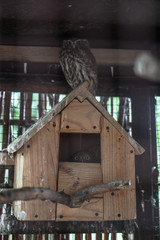 Beautiful owl is sitting on his house in the zoo. Animal theme in nature