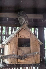 Beautiful owl is sitting on his house in the zoo. Animal theme in nature