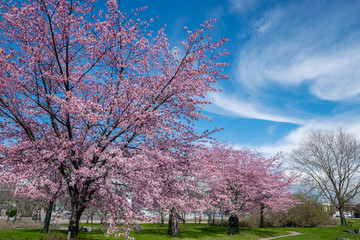 Obraz premium Scenic Springtime View of a Winding Garden Path Lined by Beautiful Cherry Trees in Blossom