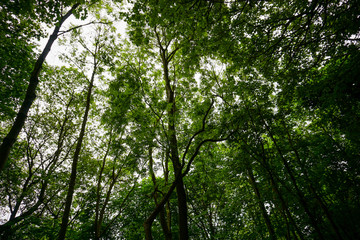 Obraz premium Forest