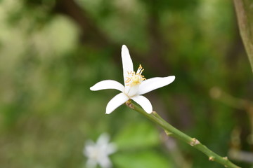 nature, bird, moon, sunset, greenhouse, blacksky, flower,
