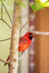 Red Northern Cardinal bird, Cardinalis Cardinalis, perched on a tree limb.