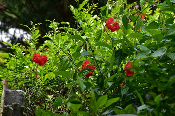 red currant bush