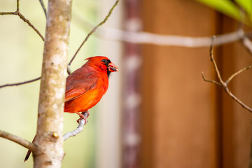 Red Northern Cardinal bird, Cardinalis Cardinalis, perched on a tree limb.