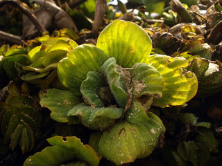 Aquatic plants on the river bank iluminated by the evening sun. Pistia stratiotes. Salvinia biloba