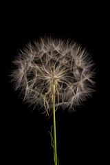 dandelion on black background 