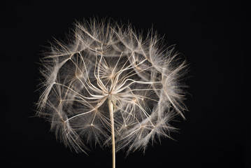 dandelion on black background 