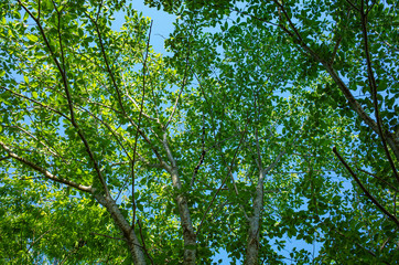 Fototapeta premium 木