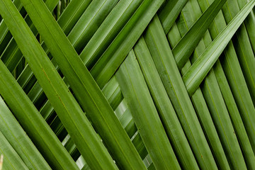 banana leaf texture