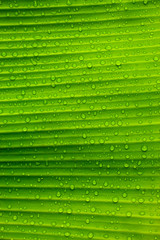 green leaf texture