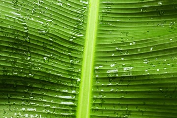 green leaf texture