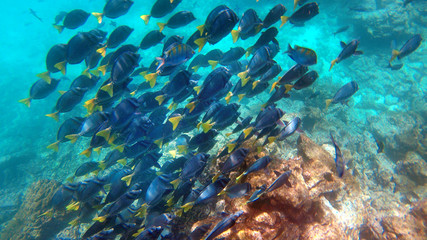 Naklejka na ściany i meble Big school of Surgeon fish at the Galapagos Islands
