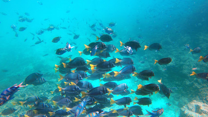 Fototapeta na wymiar Big school of Surgeon fish at the Galapagos Islands