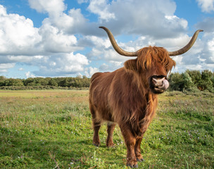 Szkockie krowy żyjące na terenie rezerwatu przyrody w Holandii Północnej.