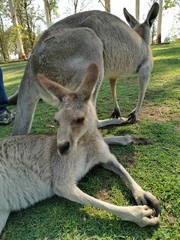 kangaroo II